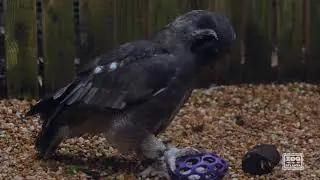 Enrichment for milky eagle owl and hooded vulture