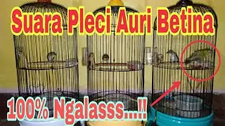SUARA AURI BETINA || MASTER AURIVENTER NGALAS || AURI BELAJAR NGALAS