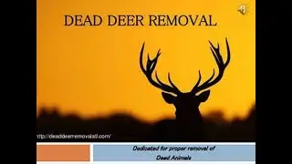🤩DEAD DEER REMOVAL ALLENWOOD & IMLAYSTOWN NJ - CALL NOW (732) 600-1974 Dead Deer Removal Near Me 🤩