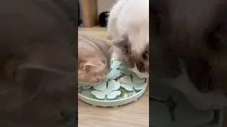 My little foragers 🥰 #catfeeding #cat #felinenutrition #catlovers #catnutrition #petnutrition #pet