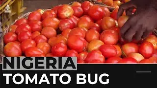 Tomato bug infestation devastating businesses in Nigeria