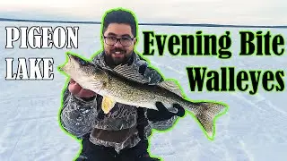 Pigeon Lake, Alberta - Evening Bite Walleye Fishing