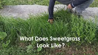 What Does Sweetgrass Look Like?