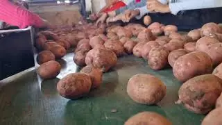 POTATO GRADER MACHINE | SEEMA AGRO INDUSTRIES | HARSOL | #potato #grader MO:- 99983 12375