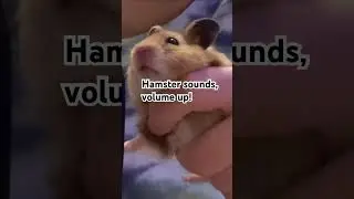 Cute hamster sounds #viral #cute #youtube #trending #video #shorts #fyp #soundcloud #microphone #fup
