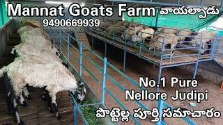Pure Nellore Judipi Sheeps 🐏🐏 Sheep Farm 