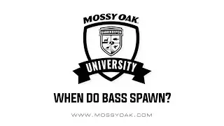 When do bass spawn?