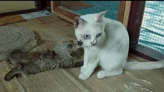 kitten meow_meong anak kucing @deniwans