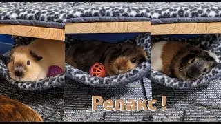 Уютные обновочки для жилья наших морских свинок! / Some new cozy things for the piggies!