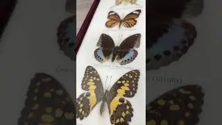 Framed Butterfly Specimens Fivebar Swordtail Common Tiger Grand Duchess Etc #goodwill