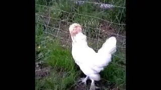 Silly Funny Hen - White Turkish Sultan