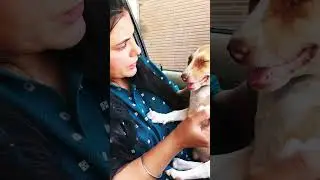 Puppy in pain #puppy #puppies #dog #dogs #dogmom #doglover #doglovers #shorts