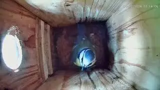 Blaumeisenkasten - Blue tit Nesting Box - 04.11.24 - 10.11.24