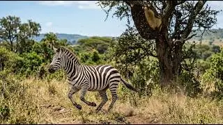 Zebra Covered in Millions of Bees Saved By Animal Rescue Team