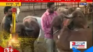 Indapur : Majid Pathan Doing Gau Seva
