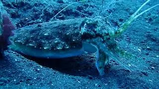 SQUID EGGS