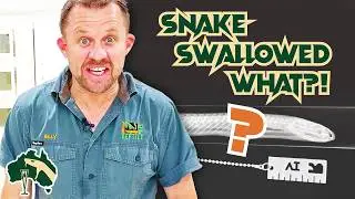 Un serpente velenoso ha ingoiato qualcosa di pazzesco! | Venom Diaries