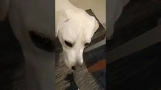 My dog trying avocado 🥑