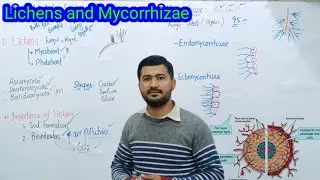 8.2 Lichens and Mycorrhizae | Endomycorrhizae and Ectomycorrhizae Fsc biology class 11
