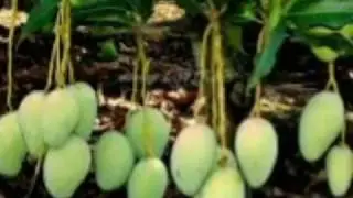 Mangoes are juicy stone fruit (drupe) belonging