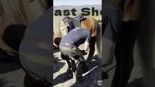 Horse Shoeing Before Our Ride !   🇮🇸  🐴 #iceland #horses
