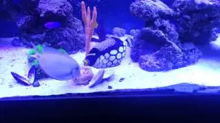 feeding my clown trigger clam