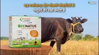 Renatus wellness new product full information Biionatus Animal Feed supplement ##9934083751#trending