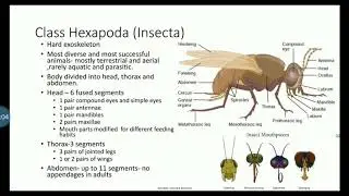 Class Insecta/ Hexapoda (Phylum Arthropoda)- Subphylum Uniramia- -explanation in Malayalam