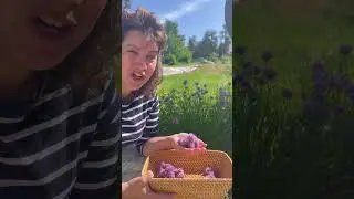 Chive Blossom Math  How many chive plants do you want in your garden  What to do with Chive Blossoms