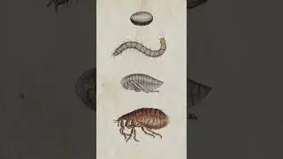 Fleas can be a nuisance, but they are also super interesting #fleas #entomology #insects