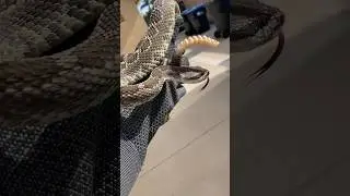 Calm Rattlesnake Handling #reptiles #snakes #rattlesnake #venomous #shorts #awesome #explore