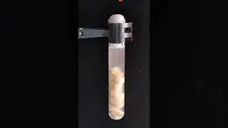 Hydrogen Peroxide vs Potato? | Catalase Enzyme Catalysts