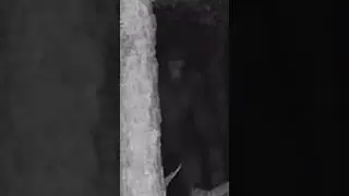 Huge OKLAHOMA BIGFOOT Captured On TRAIL CAMERA!