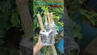 Long Shape Ivy Gourd Plants Available ! கோவக்காய் செடிகள் கிடைக்கும்!