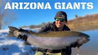 Fly Fishing for Arizona&rsquo;s Giant Rainbow Trout