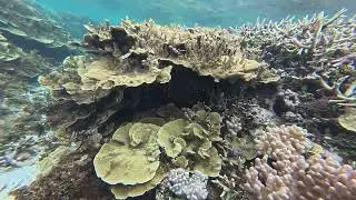 Dravuni, Fiji Snorkeling and Island Exploration!