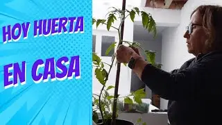 Hoy trabajo en casa,tomateras, y semillas