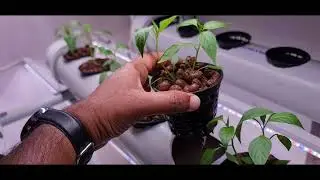 How to make hydroponic system at home - soil less farming