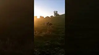 Cows Grazing on Beautiful Summer Morning! #dairyfarm #agriculture #farming #cows #tractor #summer