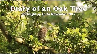 Diary of an Oak Tree - 24 November 2019 - British Wildlife caught on Trail Cameras