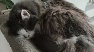 He was snoring so loudly 😴💤