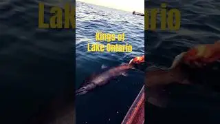 Lake Ontario King #fishing #salmon #shorts