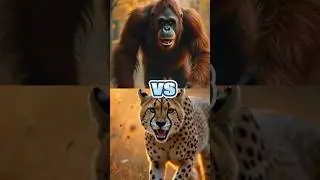 ANIMALS COMPARISON (ORANGUTAN VS CHEETAH BLACK WOLF.DEER OWL.POOSOM) #animals #treanding #shorts