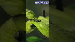 The Island Where Snakes Rule! 🐍 No Humans Allowed!