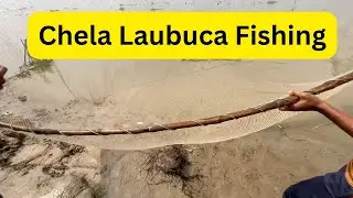 Chela Laubuca Fishing in River Ancient Bamboo Style