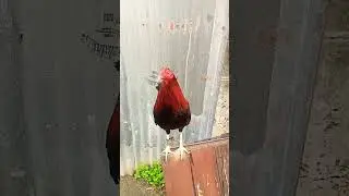 # #asmr#roosterchampion#fighter#vlog#trending#viral