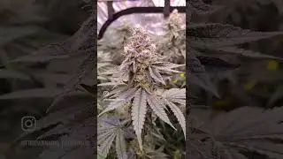 Slim 600H NextGen showing off what it can do 😎🔥