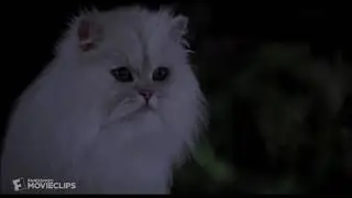 Stuart Little Snowball vs Other Cat