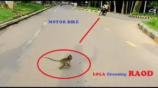 Reason of Baby Lola Got Accident By Moto