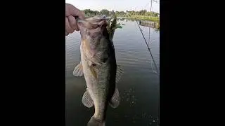 Good BASS on the Strike King Rage Bug! #shorts #shortvideo #short #bass